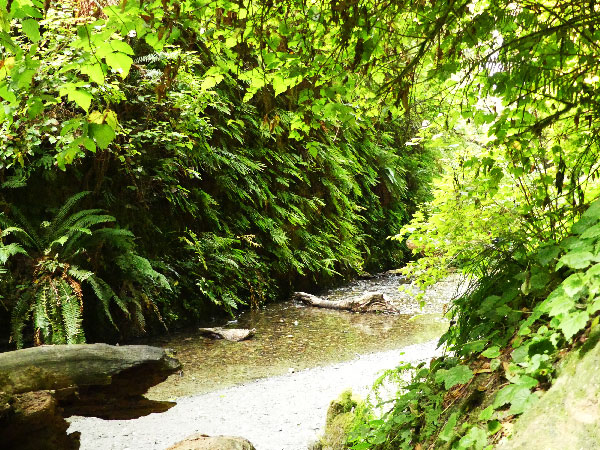 Forest Walks with Nature Walks Rx - Arcata Forest