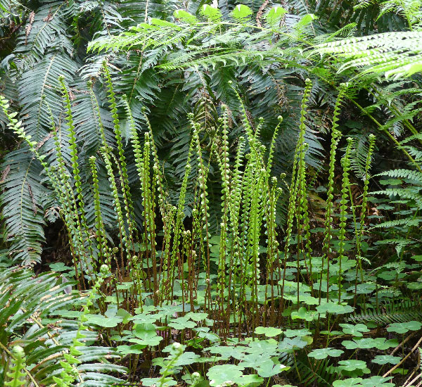 Forest Walks with Nature Walks Rx - Arcata Forest